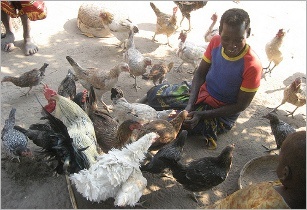 Brazil confronts South Africa at WTO over poultry tariffs