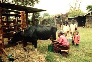 https://africanfarming.net/images/stories/Small-scale_dairy_production.jpg