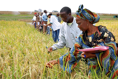 Designer rice for Mozambique