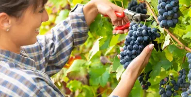 Asian woman picking grapes
