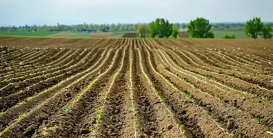 Image_of_crop_field