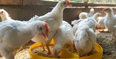 Image_of_boilerchicken