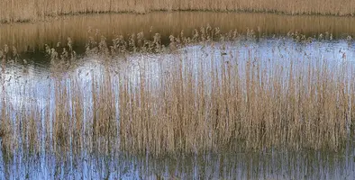 Image_of_welands