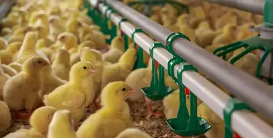 Image_of_yellow_chicks