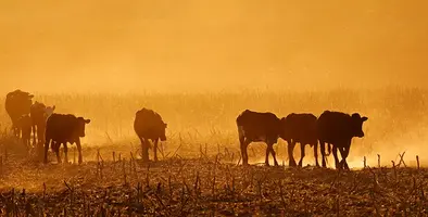Silhouettes_of_cows