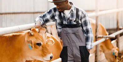 Dairy_farming