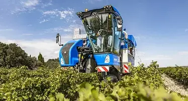 Braud_ grape_harvesting