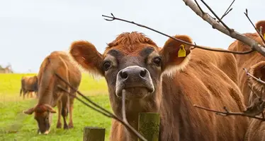 H5N1_livestock