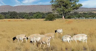 Dorper_sheep 