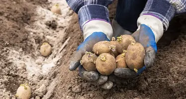 seed_potato