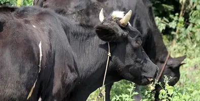 Livestock_cow