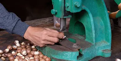 Image_of_macadamia