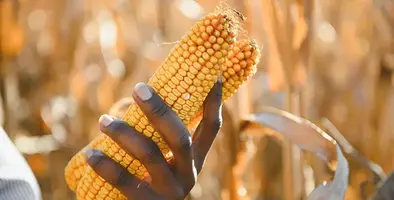 Image_of_maize