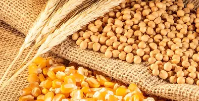 Image_of_soya&corn