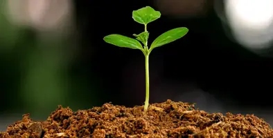 A plant emerging from soil