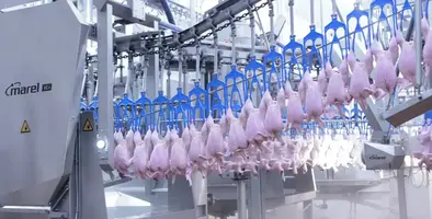 Image_shows_Marel's_VC-i_vent_cutter_improving_the_primary_poultry_process