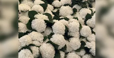 Image_of_global_floral_supply