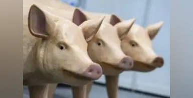 Image_of_ biosecurity_and_feed_safety