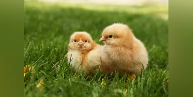 Image_of_breed_of_chicks 