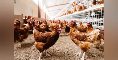 Image_of_chicken_house