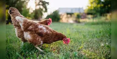 Image_of_poultry_feed 