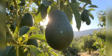 Image_of_avocado