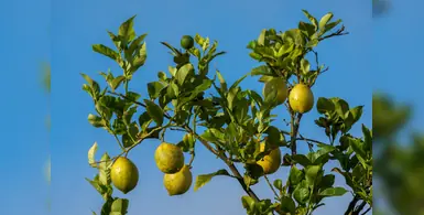 citrus