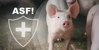 ASF_threat_in_pigs