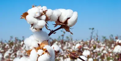 Cotton_value_chain