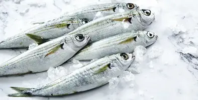 frozen_sardines