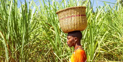 sugarcane_cultivation