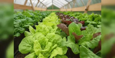 Sustainable_foods