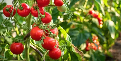  Fresh_tomatoes