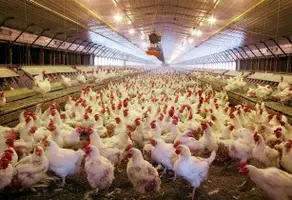 image_shows_chicken_suffering_from_mycoplasma_bacteria