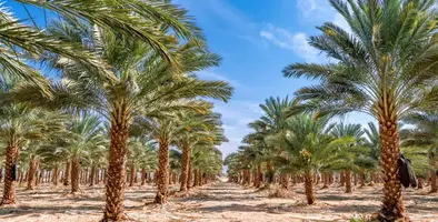 A field full of date palms 