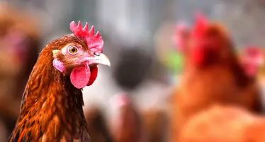 Chickens on poultry farm