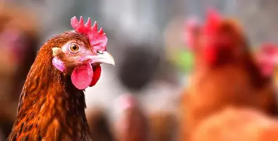 chicken 