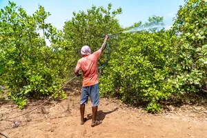 pesticides being sprayed on crops