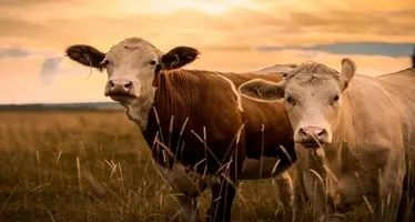 A couple of cattle in a field.