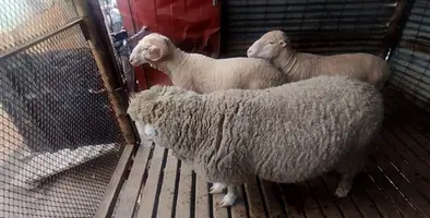 sheep in barn