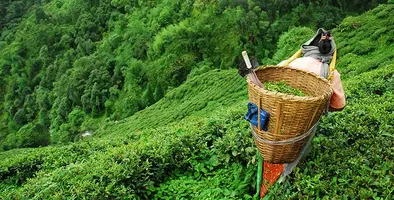 Image_of_teafield