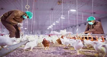 chickens feeding.