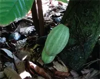 Controlling black pod and canker