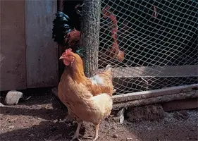 Better housing for happy hens