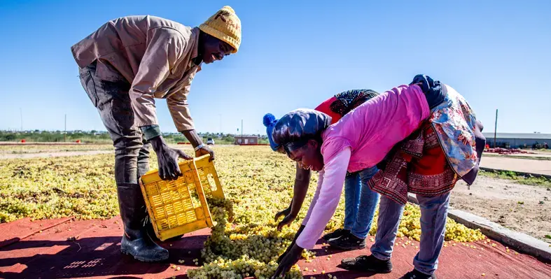 farmers harvesting raisins