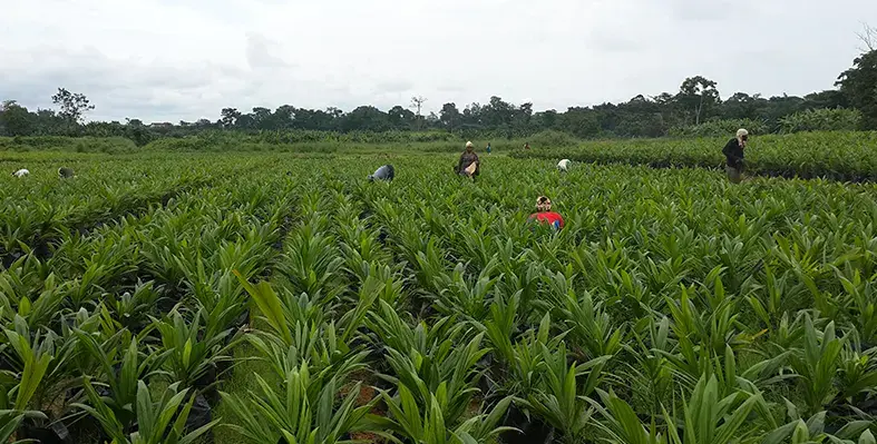 image_shows_agri_sector_undergoing_industrialisation_in_Nigeria
