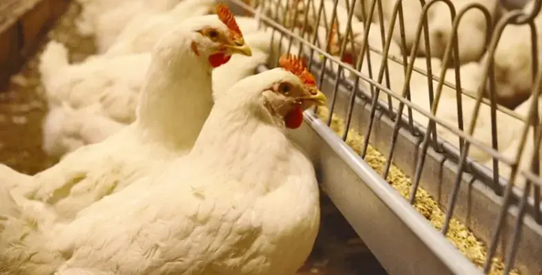 image_shows_Fortena_chain_feeding_system_that_helps_in_optimising_hen_feeding