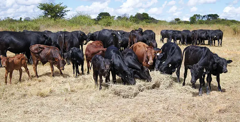 image_signifies_global_initiative_aimed_at_reducing_livestock_methane_emissions