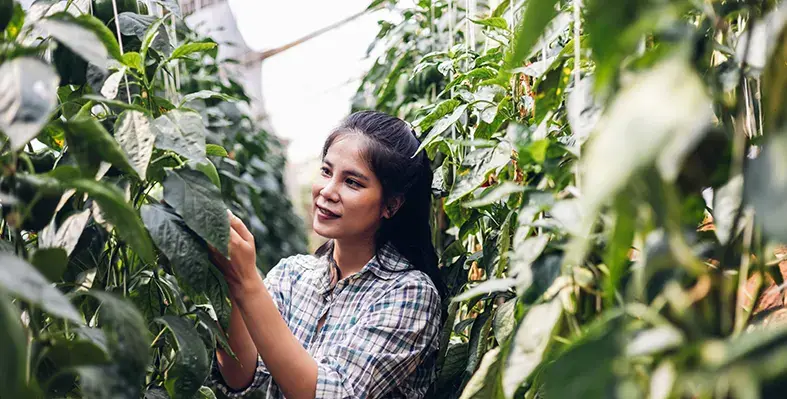 Image_of_pepper_farming