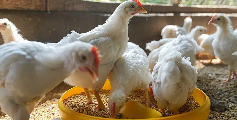 Image_of_boilerchicken